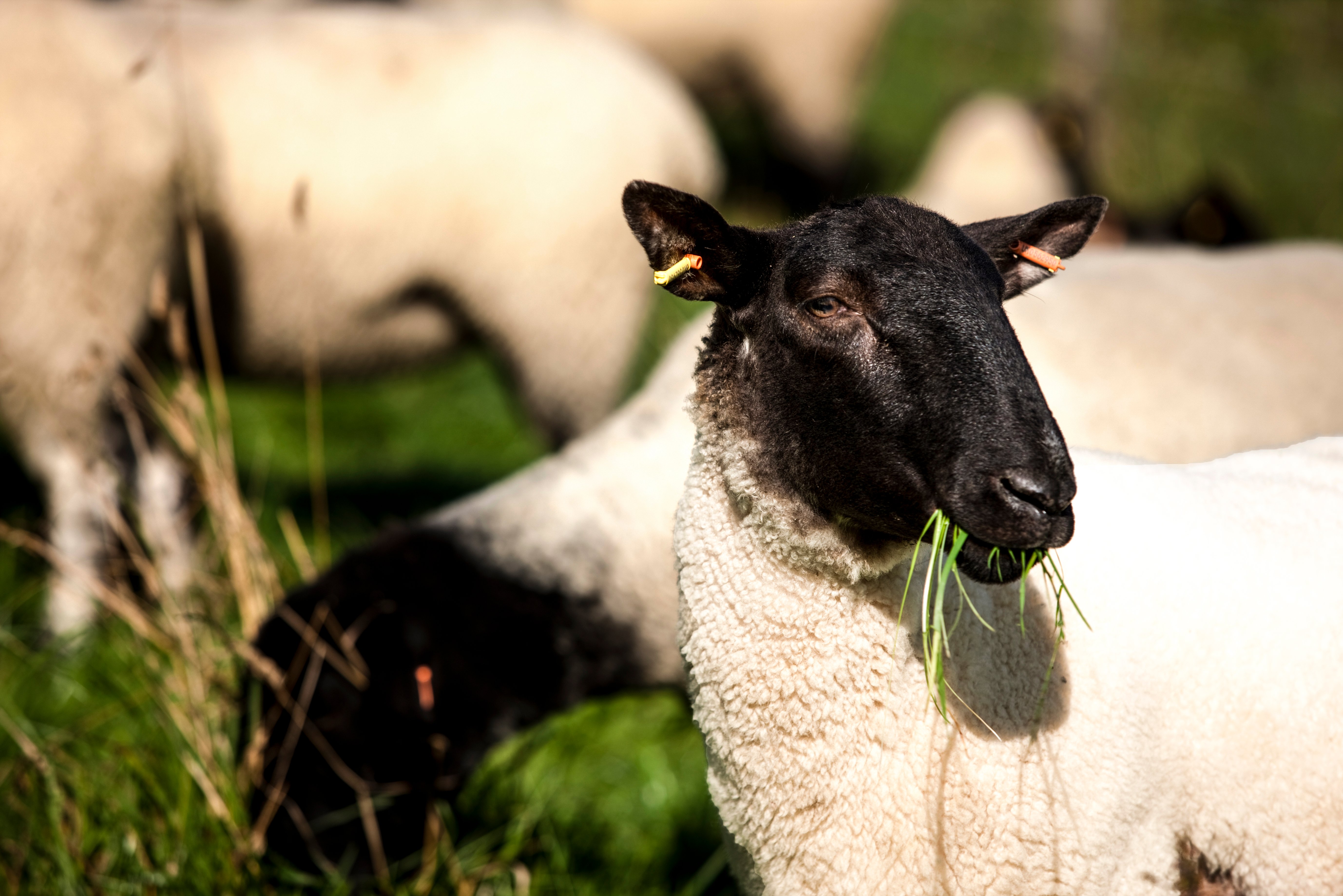 sheep eating grass with tagfaster tags in it ears